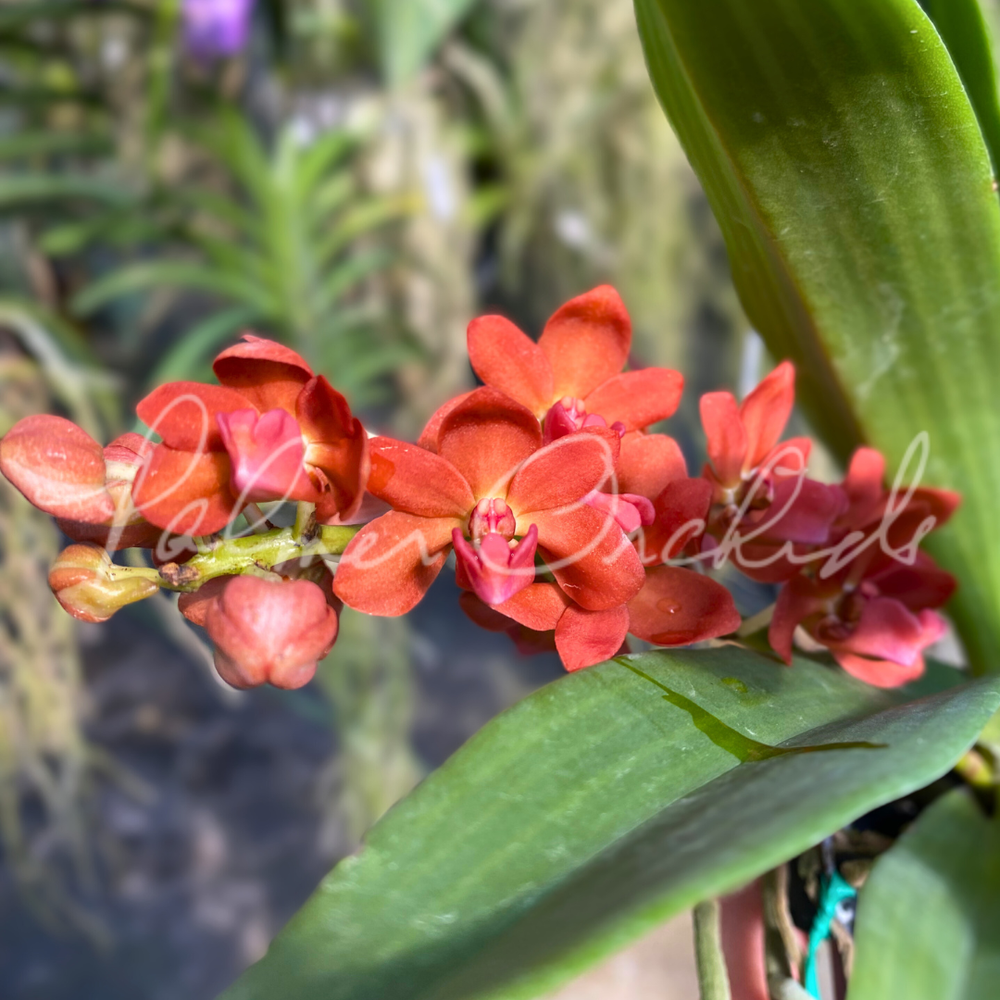 Rhynchostylis gigantea 'Super Tangerine' — Palmer Orchids